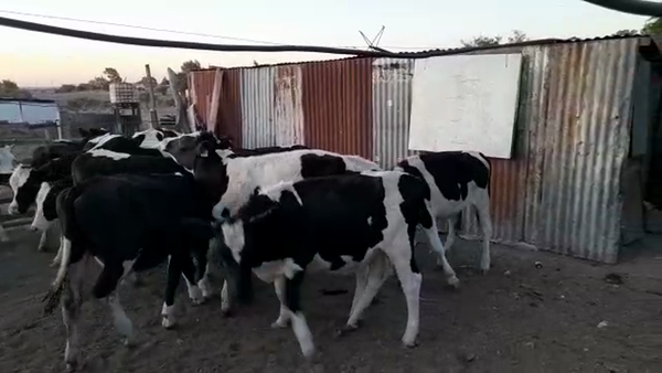 Lote (Vendido)16 Novillos Holando HOLANDO en CUFRE