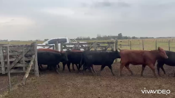 Lote 125 Terneros/as