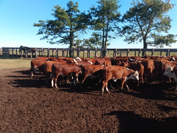 Lote SAENZ VALIENTE, BULLRICH Y Cia. S.A.