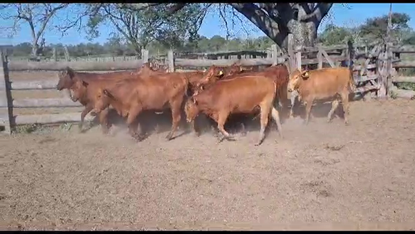 Lote VAQUILLONAS PREÑADAS