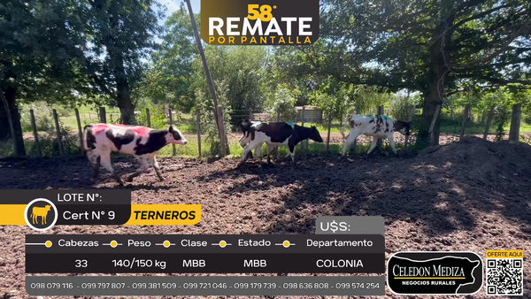 Lote 33 Terneros en Otra Localidad, Colonia