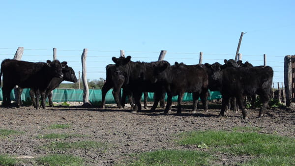 Lote SERVIS SA: 10 vaquillas generales p/servicio