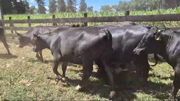 Lote 64 Vaquilla Engorda en Panguipulli, XIV Región Los Ríos