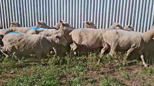 Lote OVEJAS