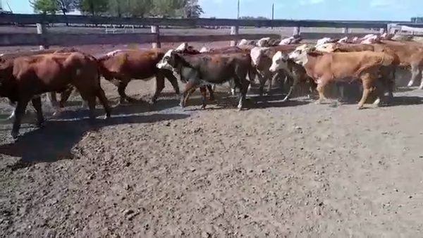 Lote 29 Terneras en Villaguay, Entre Ríos