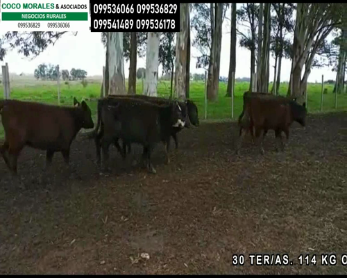 Lote 30 Terneras en Cuchilla del Perdido, Soriano