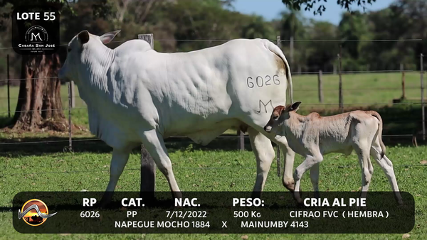 Lote LOTE 55