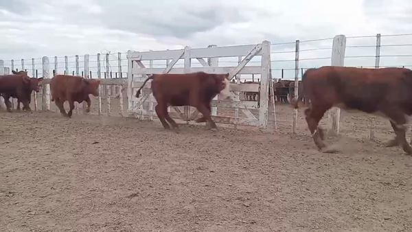 Lote 60 Terneros en Santa Fe, Capivara