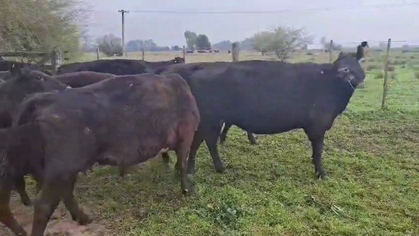 Lote 28 VACAS AL CTE USADAS