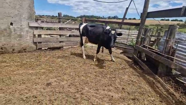 Lote Vaquillonas  450kg - , San José