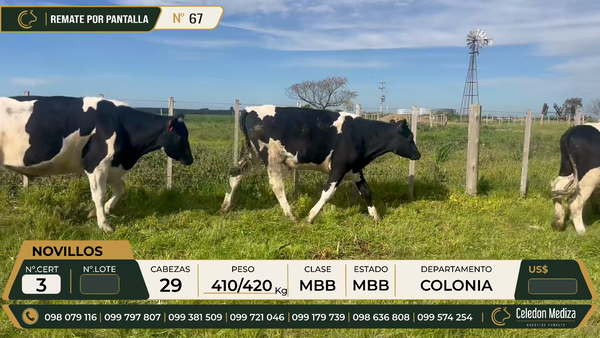 Lote 29 Novillos en Colonia