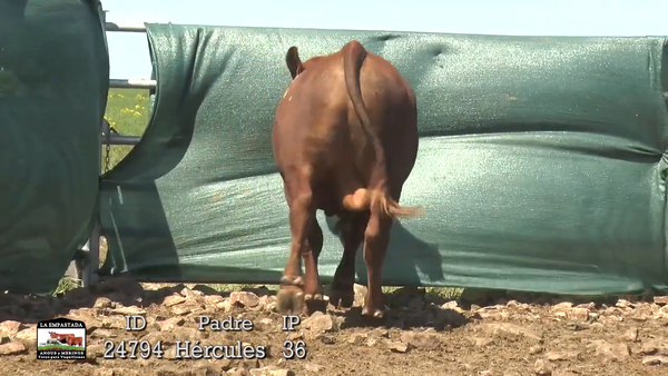 Lote 2 Toros, Artigas