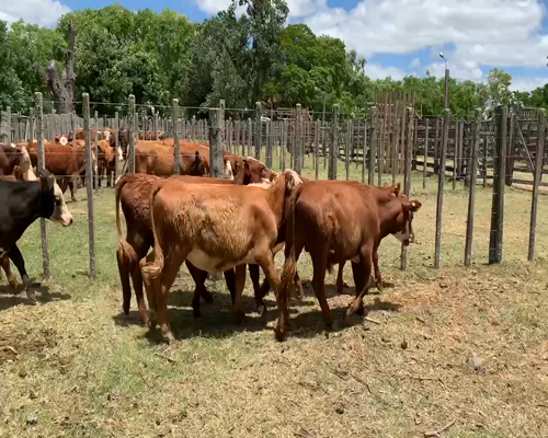 Lote 10 Novillos 1 a 2 años en Melo, Cerro Largo