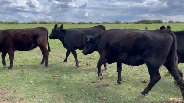 Lote 32 Vaquillonas C/ gtia de preñez en Gral. Paz, Buenos Aires
