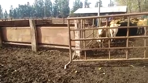 Lote 40 Ternera en Linares, VII  Región Maule