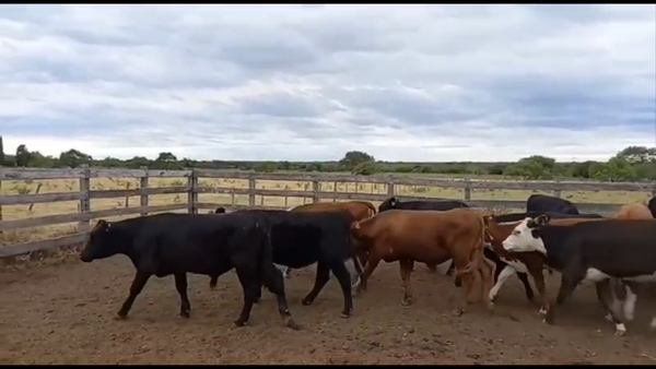 Lote 20 Terneros/as en Villaguay, Entre Ríos