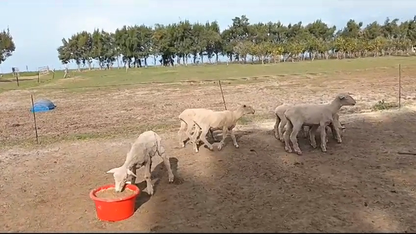 Lote (Vendido)7 Corderas en VIBORAS Y VACAS