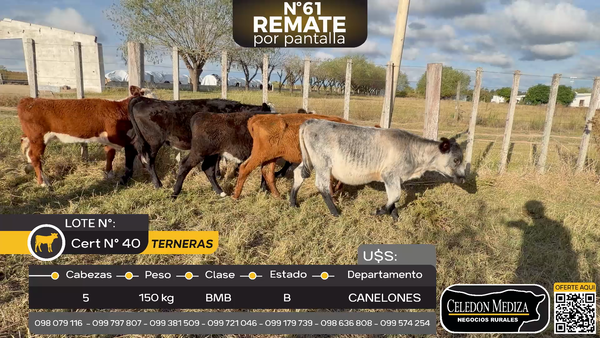 Lote 5 Terneras en ruta 107 a 10 km de Canelones
