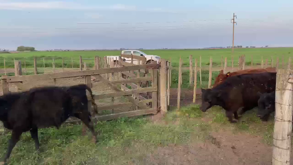 Lote 65 Terneros/as en America