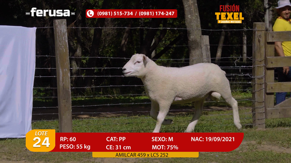 Lote Lote 24