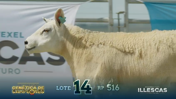 Lote LOTE 14 A - RP 516