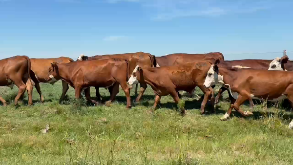 Lote 160 Novillitos en Corrientes, Chavarría
