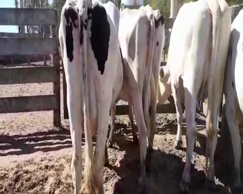 Lote Bossarelli Hermanos