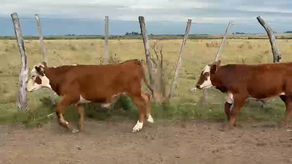 Lote 140 Terneros/as