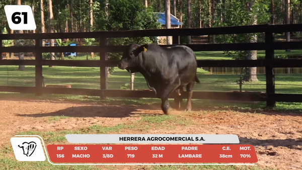 Lote LOTE 61-DE CAMPO