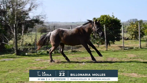 Lote BILLONARIA MOLLES