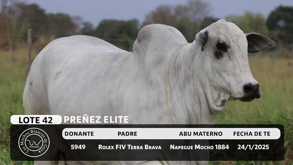Lote LOTE 42