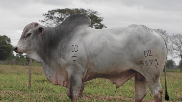 Lote LOTE 89