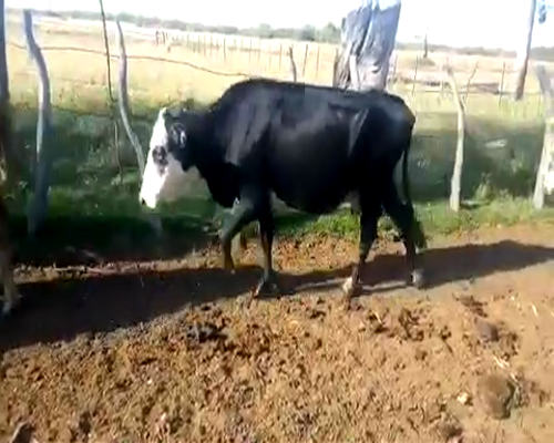 Lote 35 Vacas de invernar en Bella Vista, Corrientes