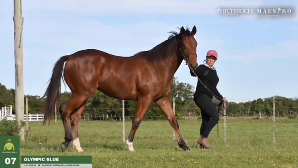 Lote Olympic Blue