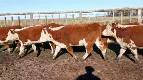 Lote 69 TERNEROS
