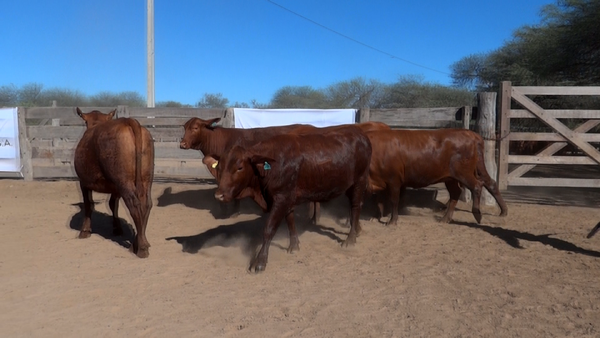 Lote HEMBRAS Remate Nucleo Genbra