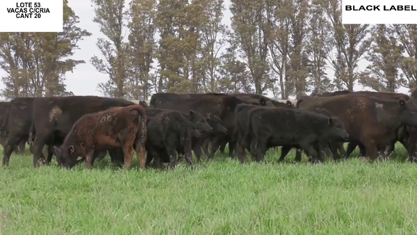 Lote VACAS CON CRIA BLACK LABEL