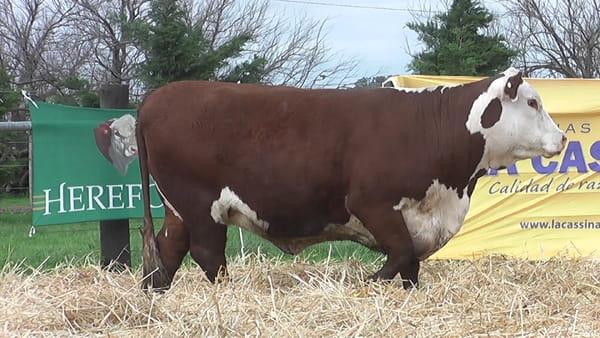 Lote VACAS P. HEREFORD PP