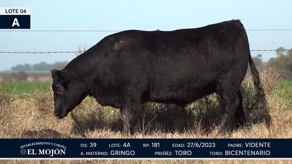 Lote Hembras Puras de Pedigree