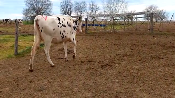 Lote Zenclusen Osvaldo