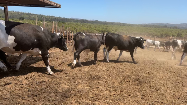 Lote 42 Novillo Gordo en Casablanca, V  Región Valparaíso