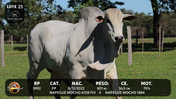 Lote LOTE 25