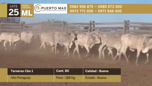 Lote Terneras más de 170 kg