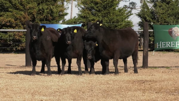 Lote VAQ.  ANGUS PC PREÑADAS PARICION PRIMAVERA