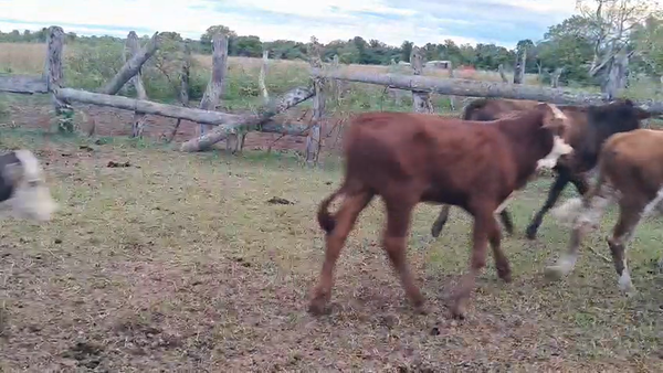 Lote 50 Terneros/as en Corrientes, Empedrado
