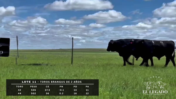Lote Toro Brangus de 2 años