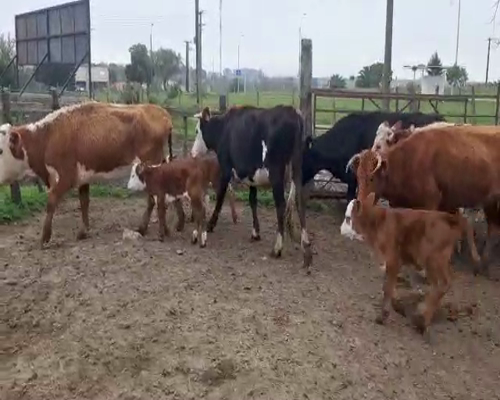 Lote 10 Ovejas piezas de cría CRUZAS, San José