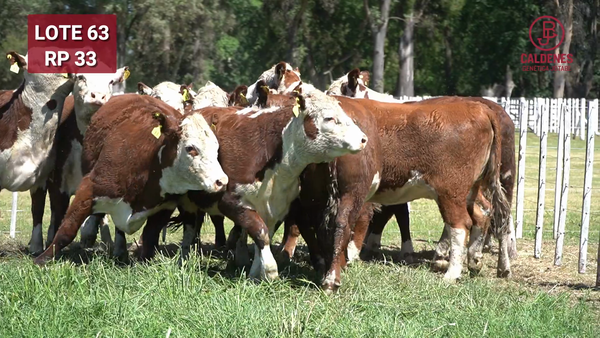 Lote VAQUILLONAS PREÑADAS PR Polled Hereford -PARICION OTOÑO 2026-