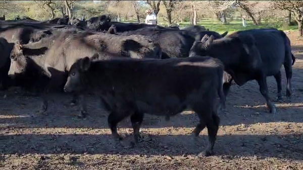 Lote 35 Vacas de invernar en Entre Ríos, Federal