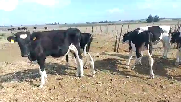 Lote 7 Terneros Holando en Libertad